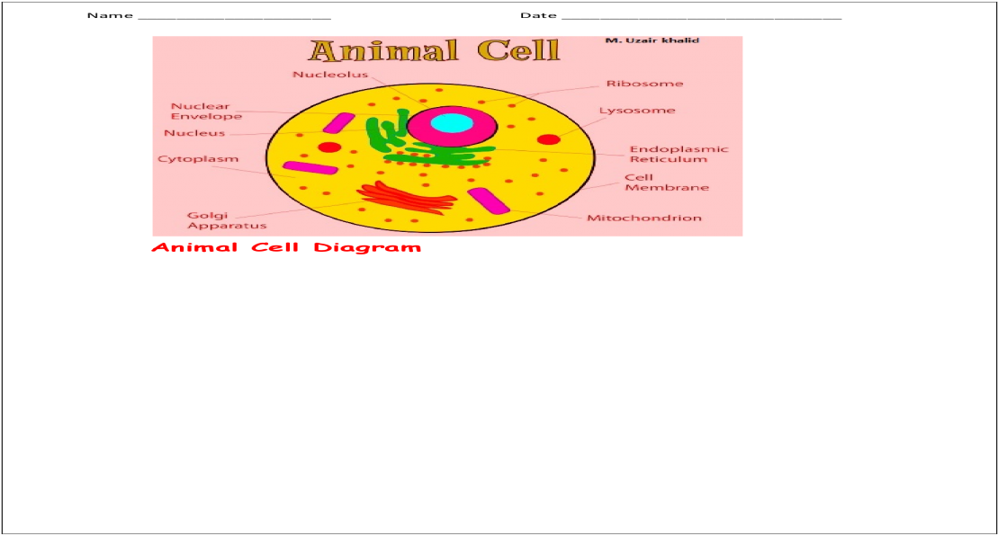 Animal Cell Diagram - Circle (1200x630), Png Download