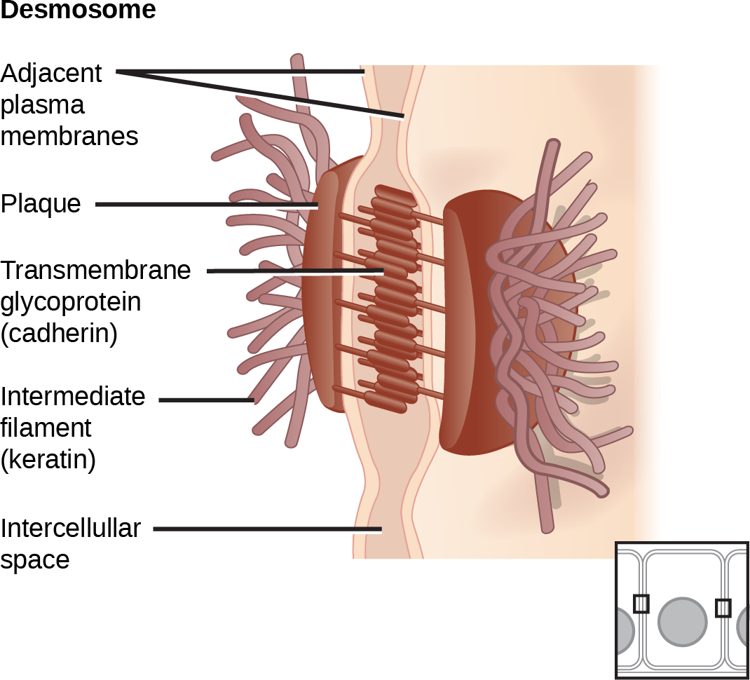 This Illustration Shows Two Cells Fused Together By - Cell Worksheet Anatomy Cell Junction (1070x970), Png Download