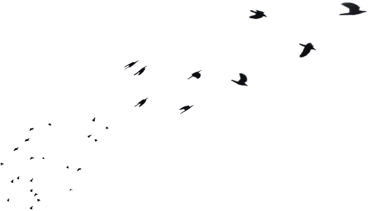 Transparent Birds Flying - Flock (1092x732), Png Download