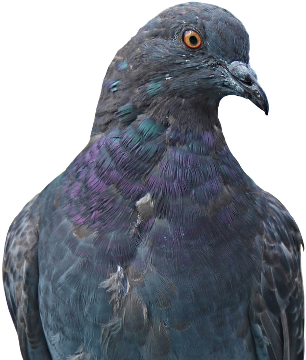Dove, Homing Pigeon, Animal, Bird, Nature, Bill, Fly - Περιστερι Png (669x720), Png Download