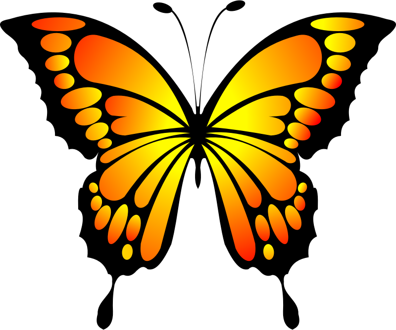 Medium Image - Clip Art Butterfly (800x668), Png Download
