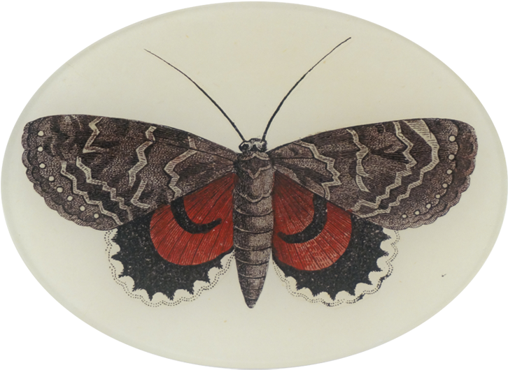 Moth (800x800), Png Download