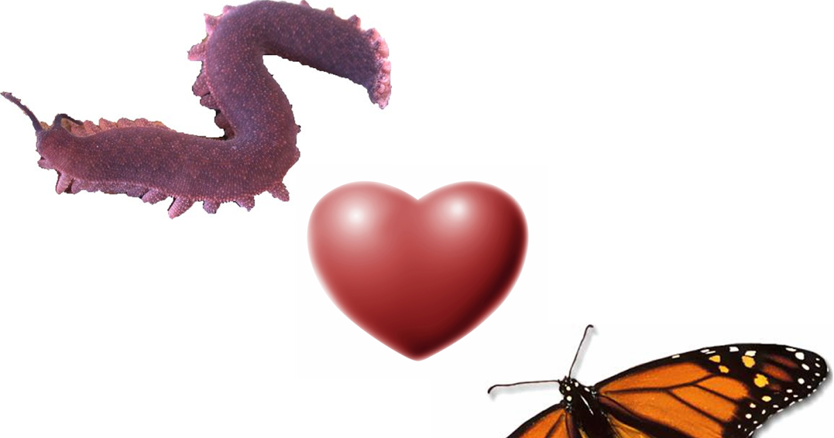 Butterfly Sex And Wild Science - Monarch Butterfly (1200x630), Png Download