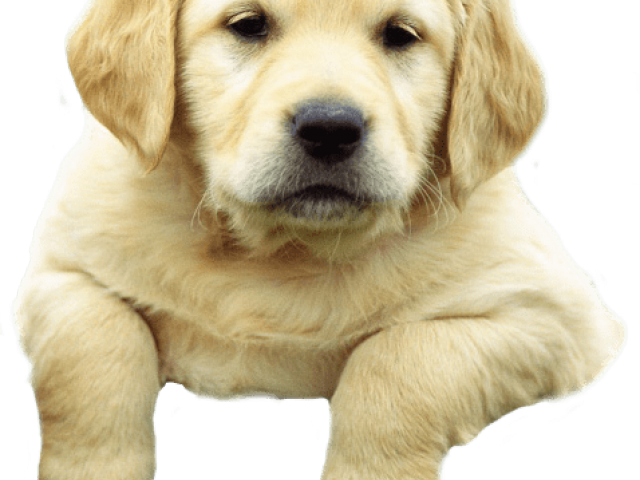 Golden Retriever Clipart Chocolate Lab Puppy - Labrador Retriever (640x480), Png Download