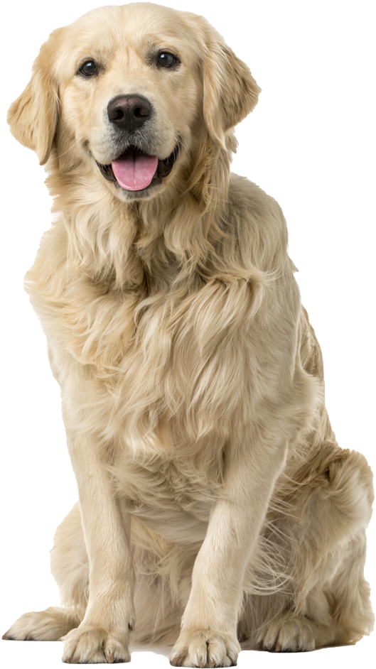 Golden Retriever Pricing - Golden Retriever White Background (900x1017), Png Download