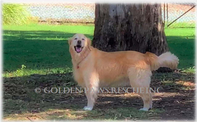 Donate To Petrescue - Golden Retriever (638x638), Png Download