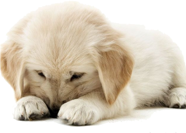 Golden Retriever Clipart Puppy Dog Tail - Quotes On God Blessing (640x480), Png Download