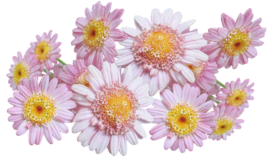 Daisies, Pink, Flowers - Chrysanths (960x594), Png Download