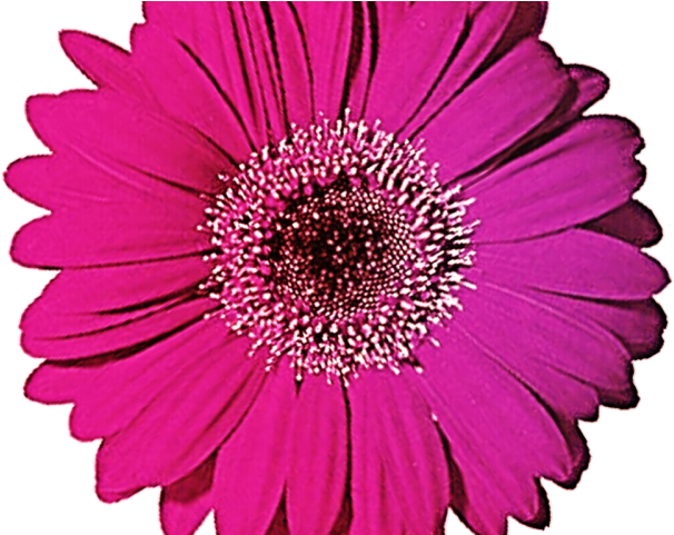 Gerbera Clipart Gerbera Daisy - Pink Gerbera Daisy Png (640x480), Png Download