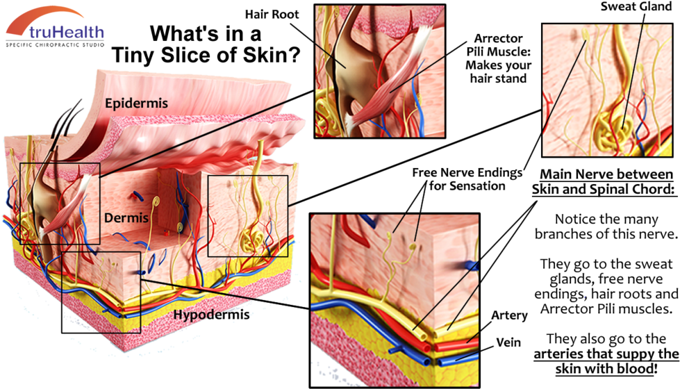 Click Image To Enlarge - Diagram (1000x577), Png Download