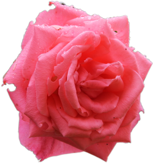 Flores Sem Fundo Png - Garden Roses (700x466), Png Download