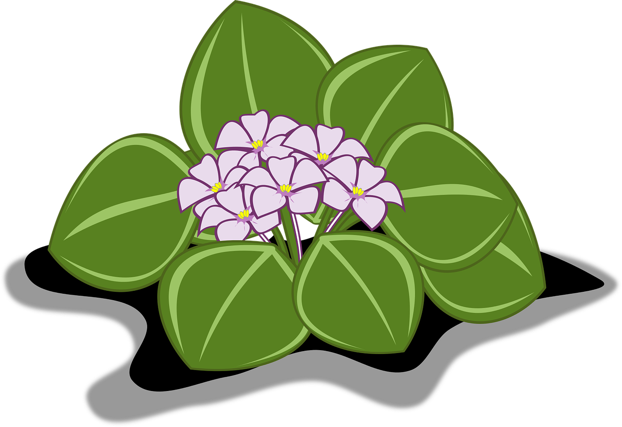 African Violet Clip Art Flor - African Violet Flower Clipart Png (1280x878), Png Download