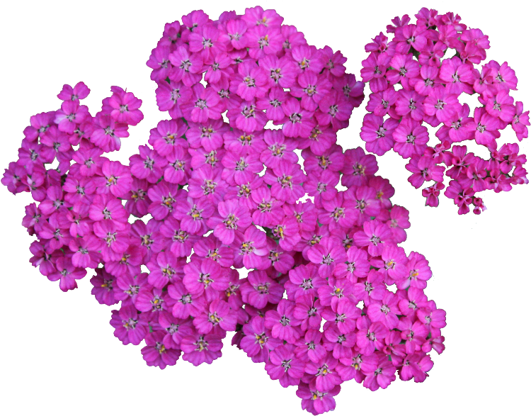 Flower Sticker - .png Plantas (1024x683), Png Download