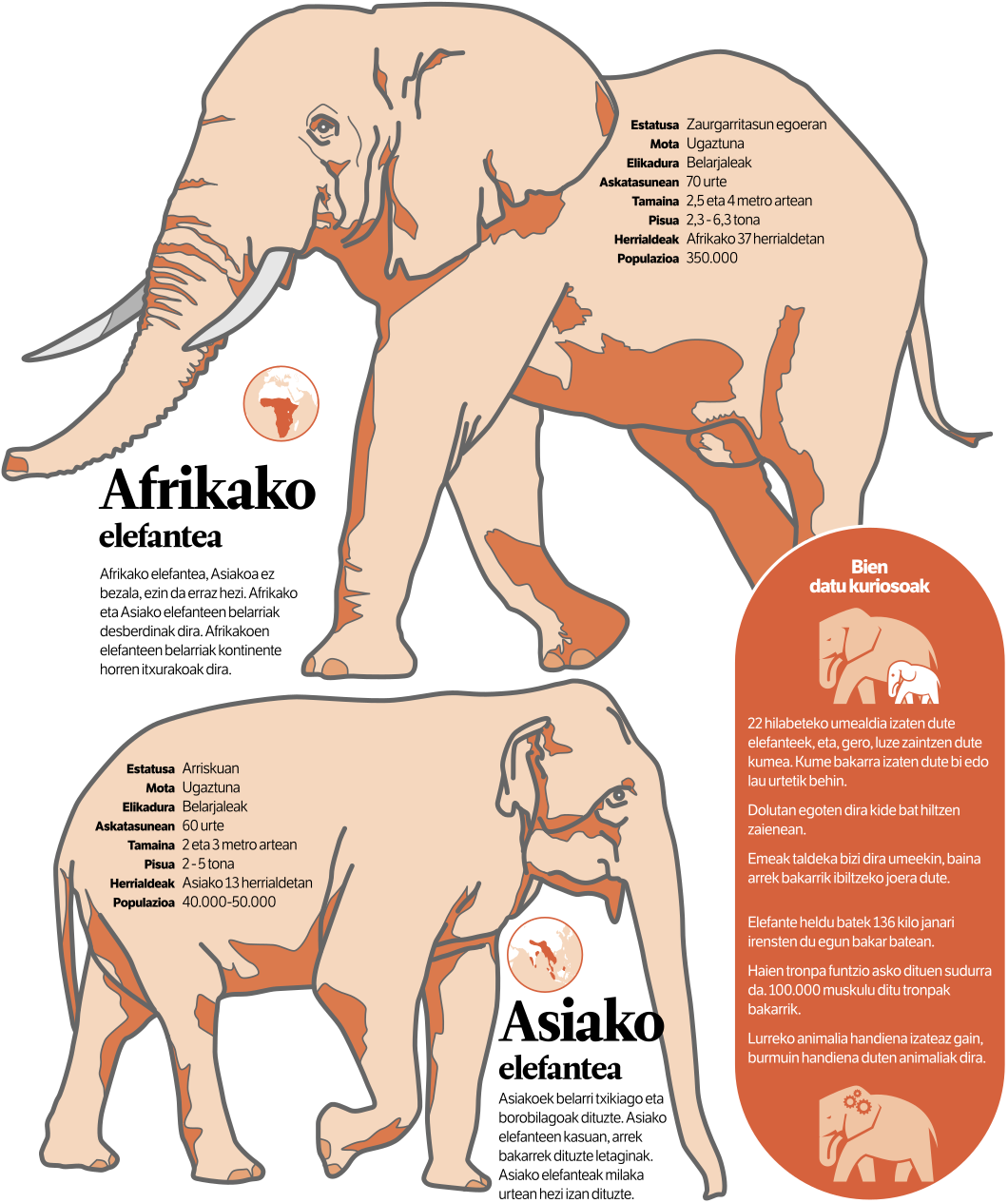 Indian Elephant (1200x1264), Png Download