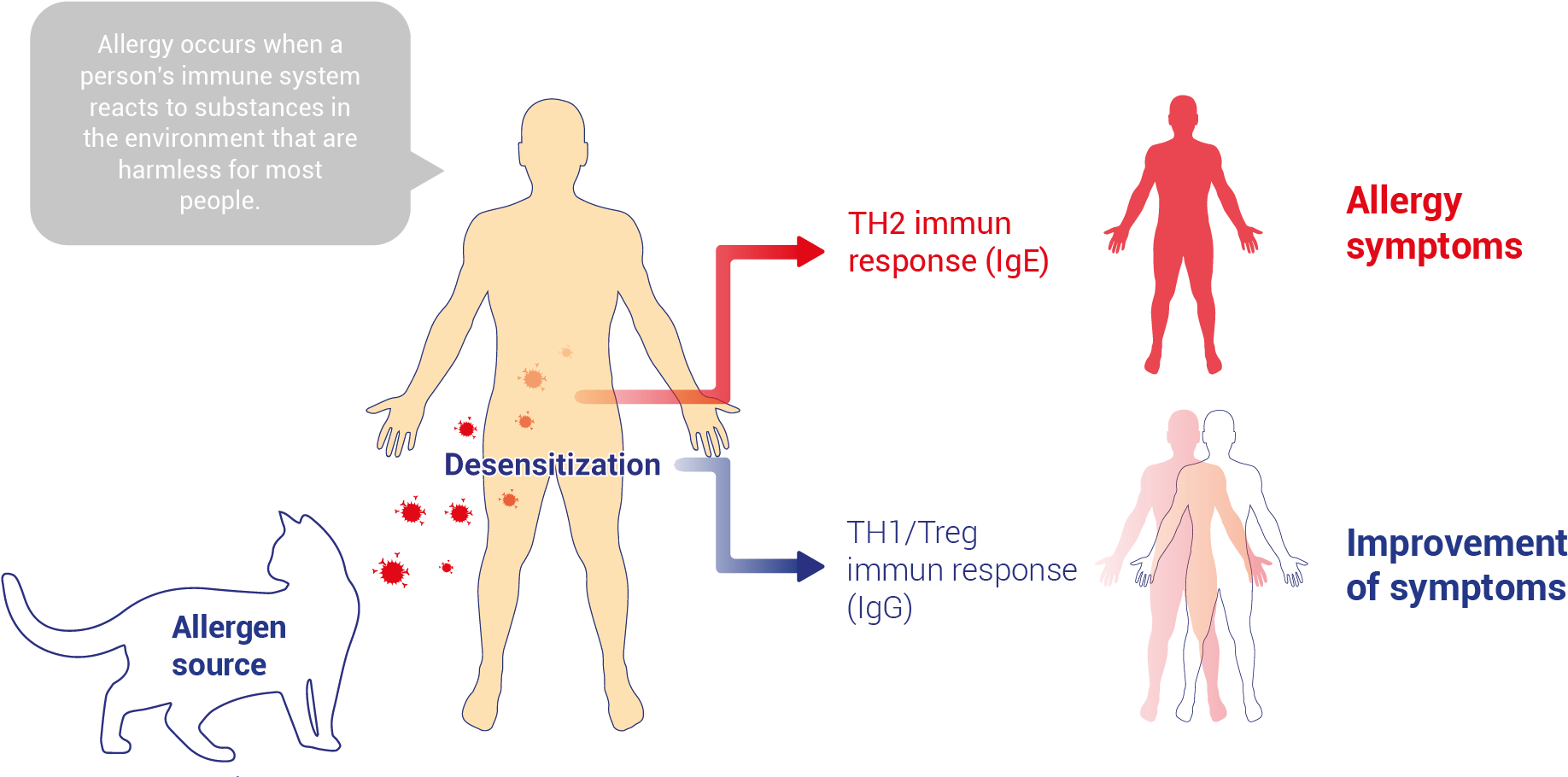 Allergy Treatment - Diagram (1875x972), Png Download