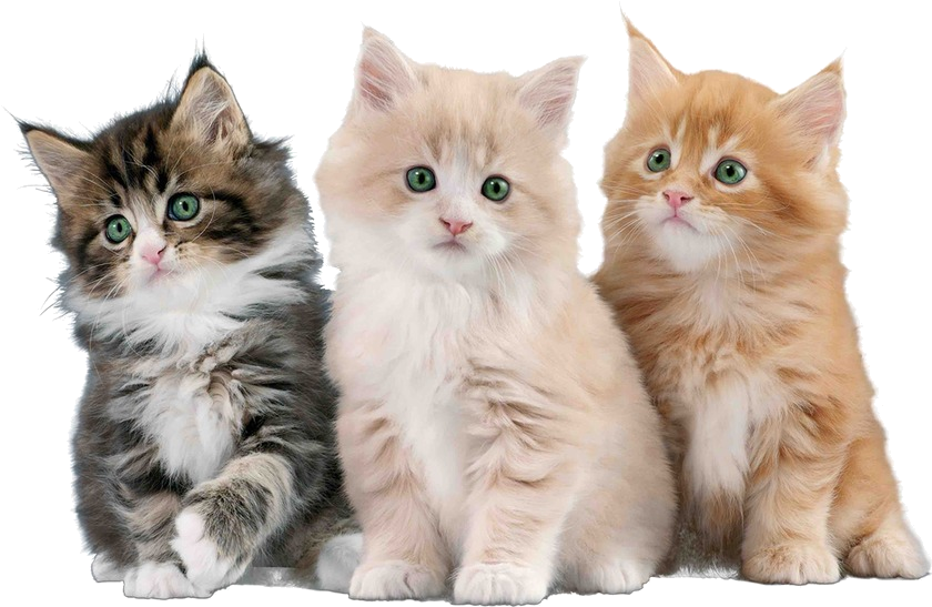 Gatos Png - Gatos Con Fondo Blanco (843x573), Png Download