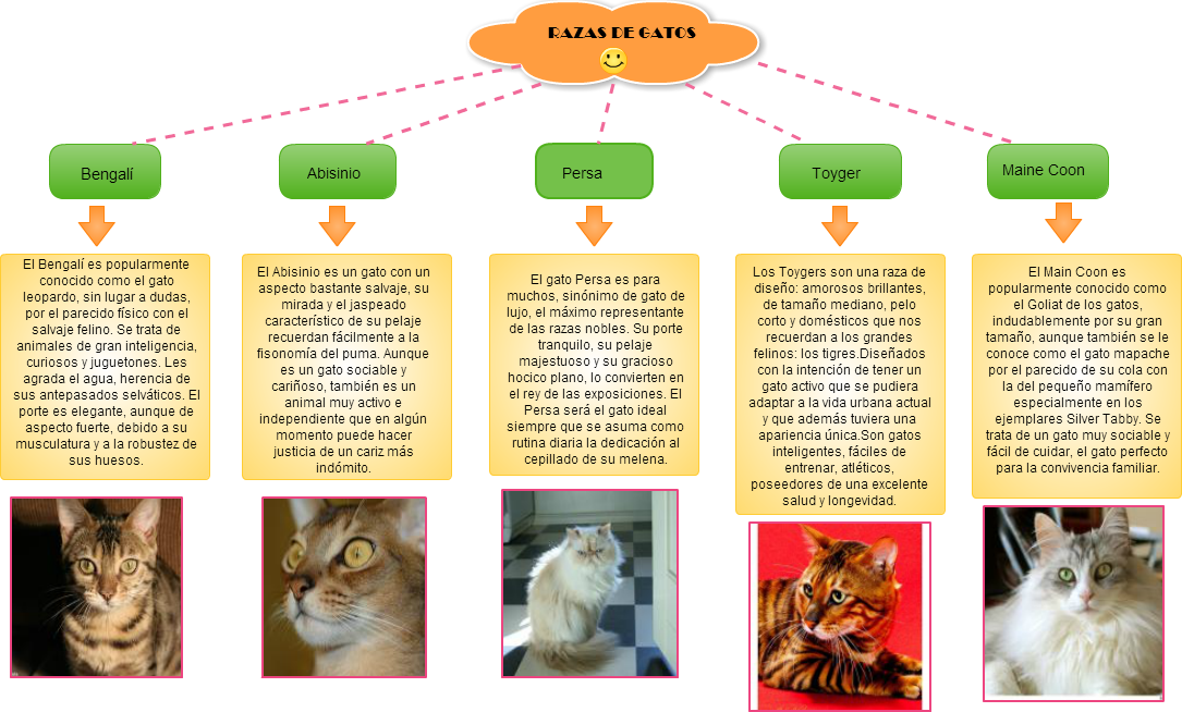 Untitled Razas De Gatos Bengalí El Bengalí Es Popularmente - Gatos Maine Coon (1085x654), Png Download