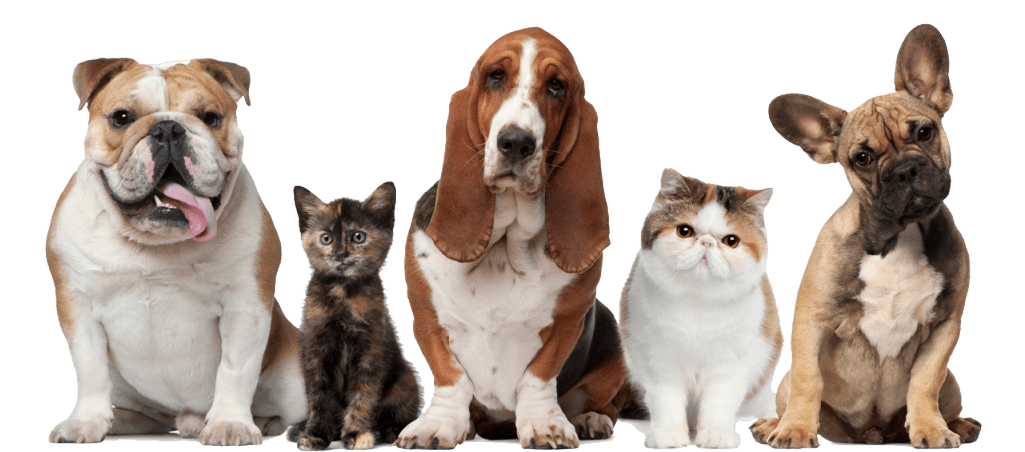Veja Também Dicas Para Quem Tem Gatos - All Pet (1024x474), Png Download