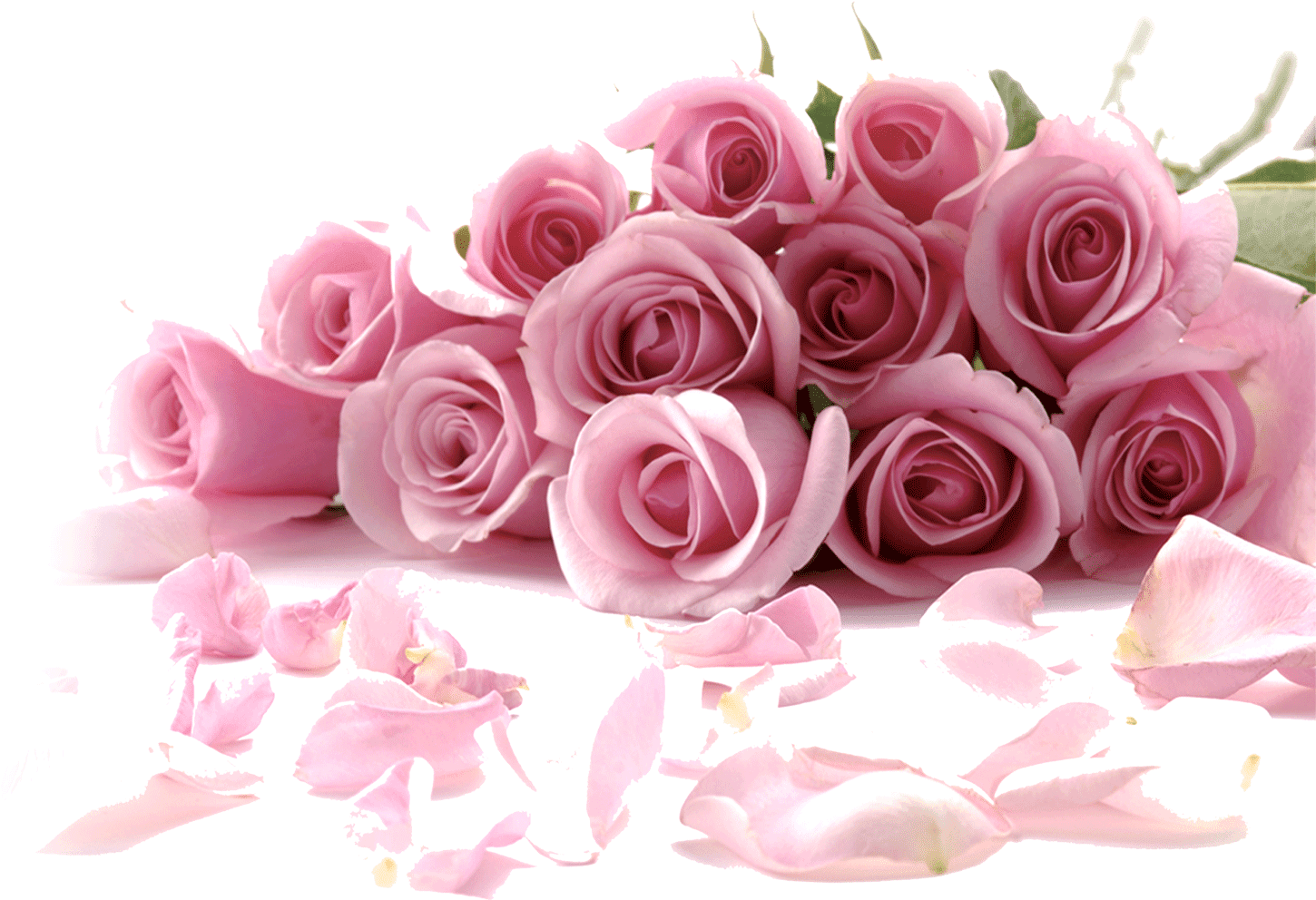 Pink Roses Watercolor Painting - Rose Flower (1537x1015), Png Download