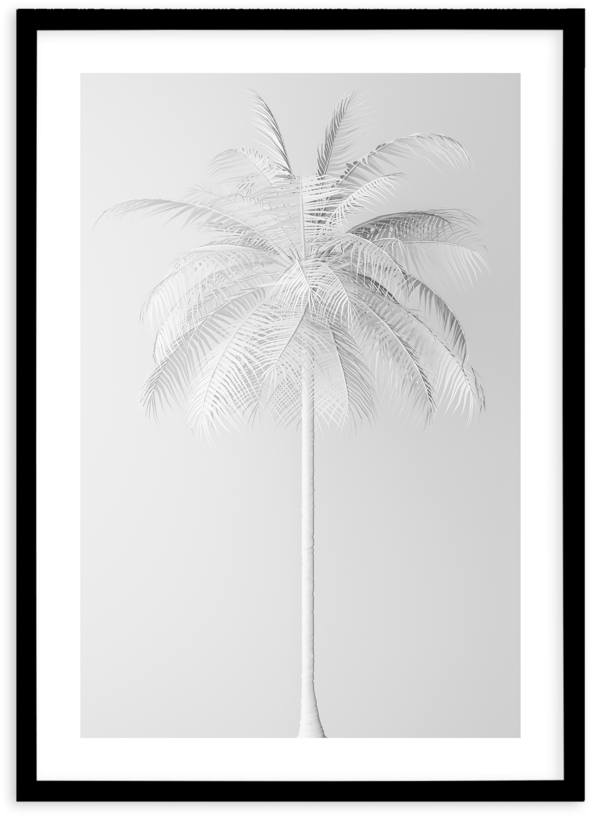 White Palm On Grey - Attalea Speciosa (800x997), Png Download