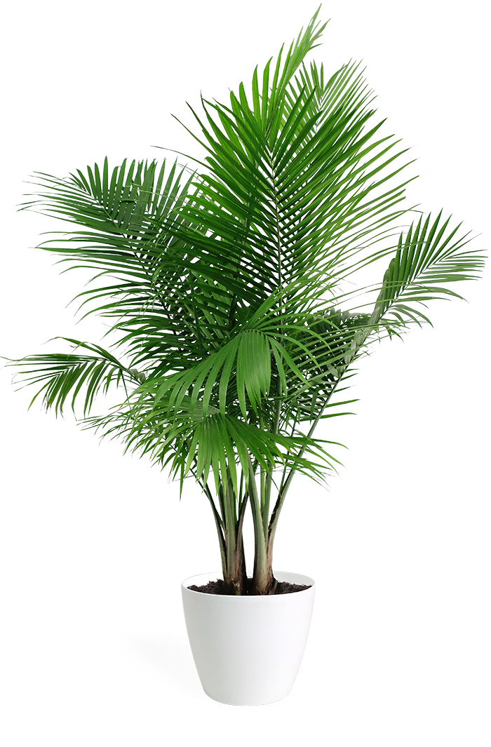 Majesty Palm - Paradise Palm (700x1065), Png Download