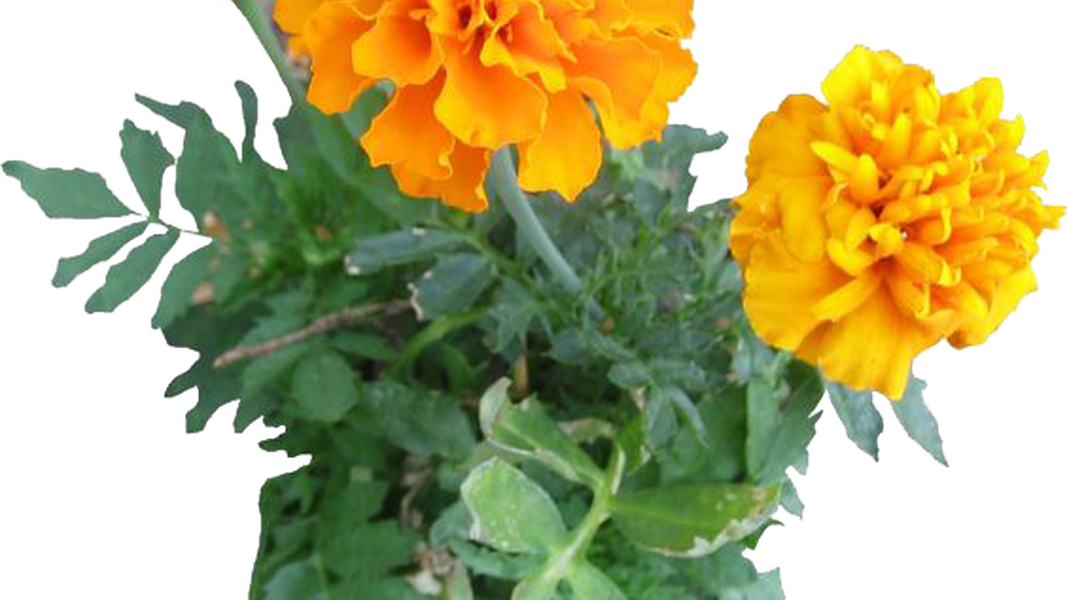 Shrubs Png Christmas Flowers, Acacia Bush Image Stickers - Marigold Plant Transparent Background (1067x600), Png Download