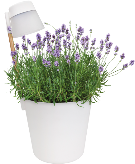 Home > Collection > Flower Light - Lavandula Lanata (750x750), Png Download