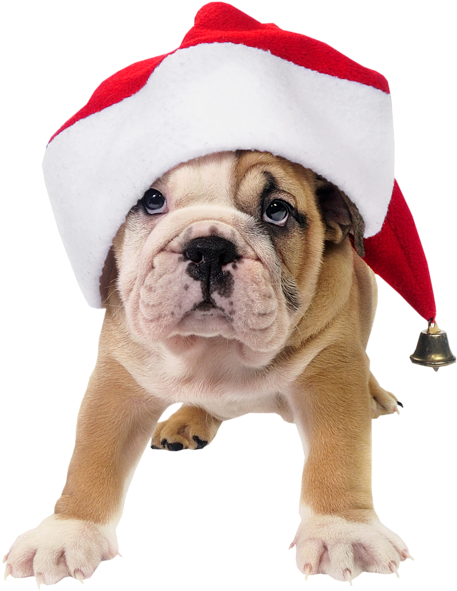 Cute Dog Png Download - Dog With Christmas Hat Png (476x600), Png Download