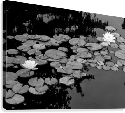 Bw Lilly Pads Canvas Print - Pond (429x386), Png Download