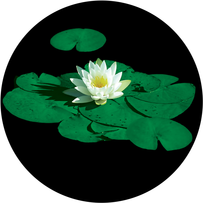 Stunning Lily Pad - Apollo Design Cs-0029 Apollo Stunning Lily Padglass (800x800), Png Download