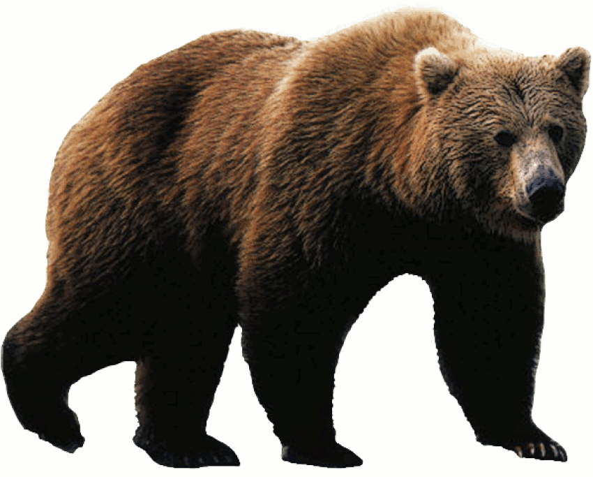 Free Png Bear Png Images Transparent - Grizzly Bear Png (850x683), Png Download