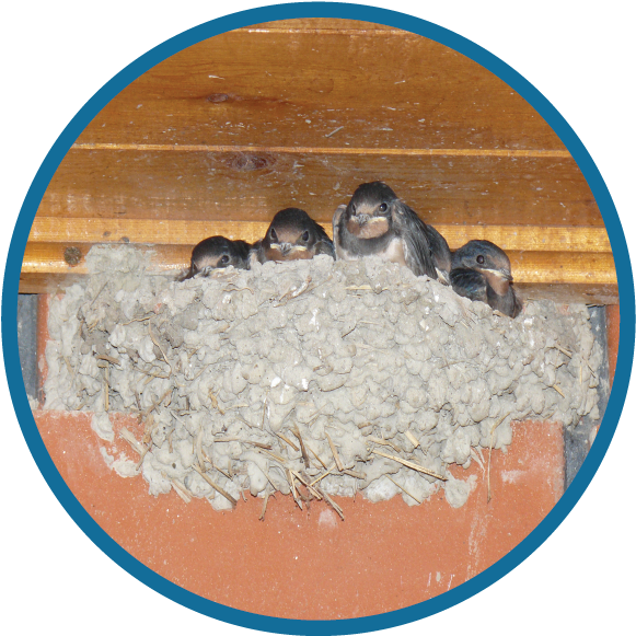 Bird And Birds Nest Infestaton Specialists West Yorkshire - Smk N 1 Gondang (650x650), Png Download