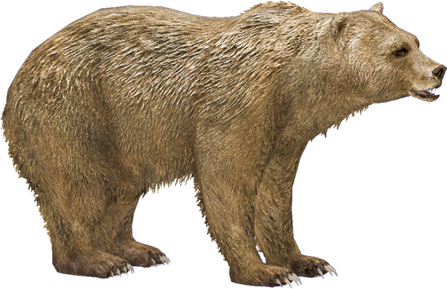 Syrian Brown Bear - Syrian Brown Bear Png (800x562), Png Download