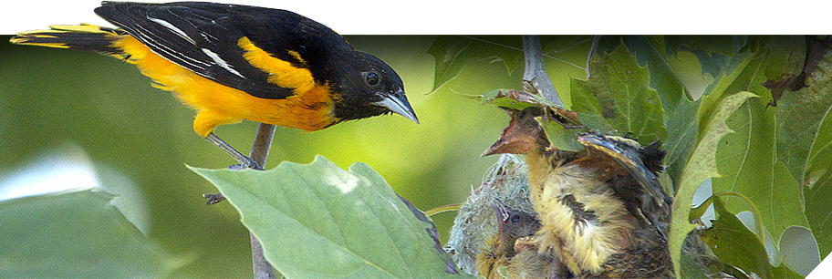 General Bird & Nest Info - Birds Returning To Nest (912x306), Png Download