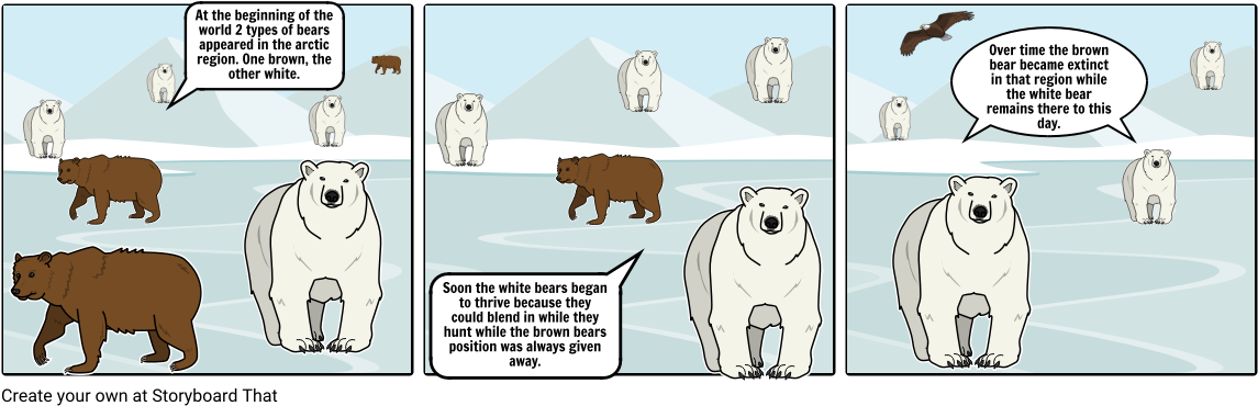 White Bears Vs Brown Bears - Cartoon (1164x385), Png Download