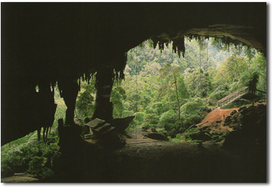 Cave Bird Nest - Borneo (400x324), Png Download