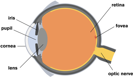 Human Eye (480x320), Png Download