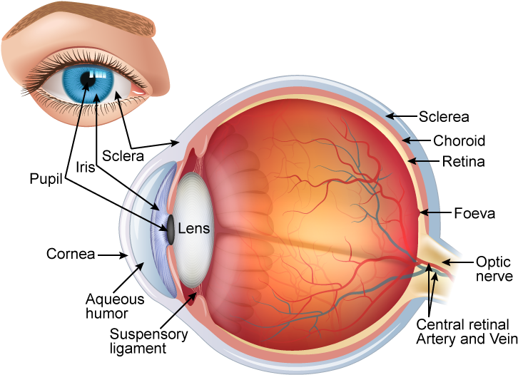 Download Draw A Neat And Labelled Diagram Of Structure Of The 7 Sınıf