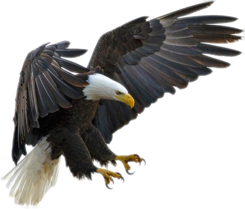 Bald Eagle Flying Throw Blanket (1024x1024), Png Download