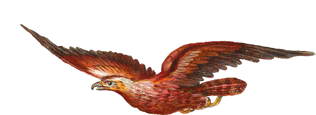 Bird Of Prey Clipart Transparent - Bird In Motion Clipart (1315x574), Png Download
