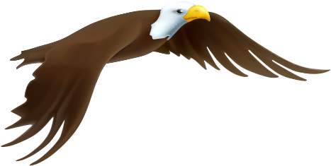 Bald Eagle Drawing - Cartoon Eagle Flying Png (500x500), Png Download