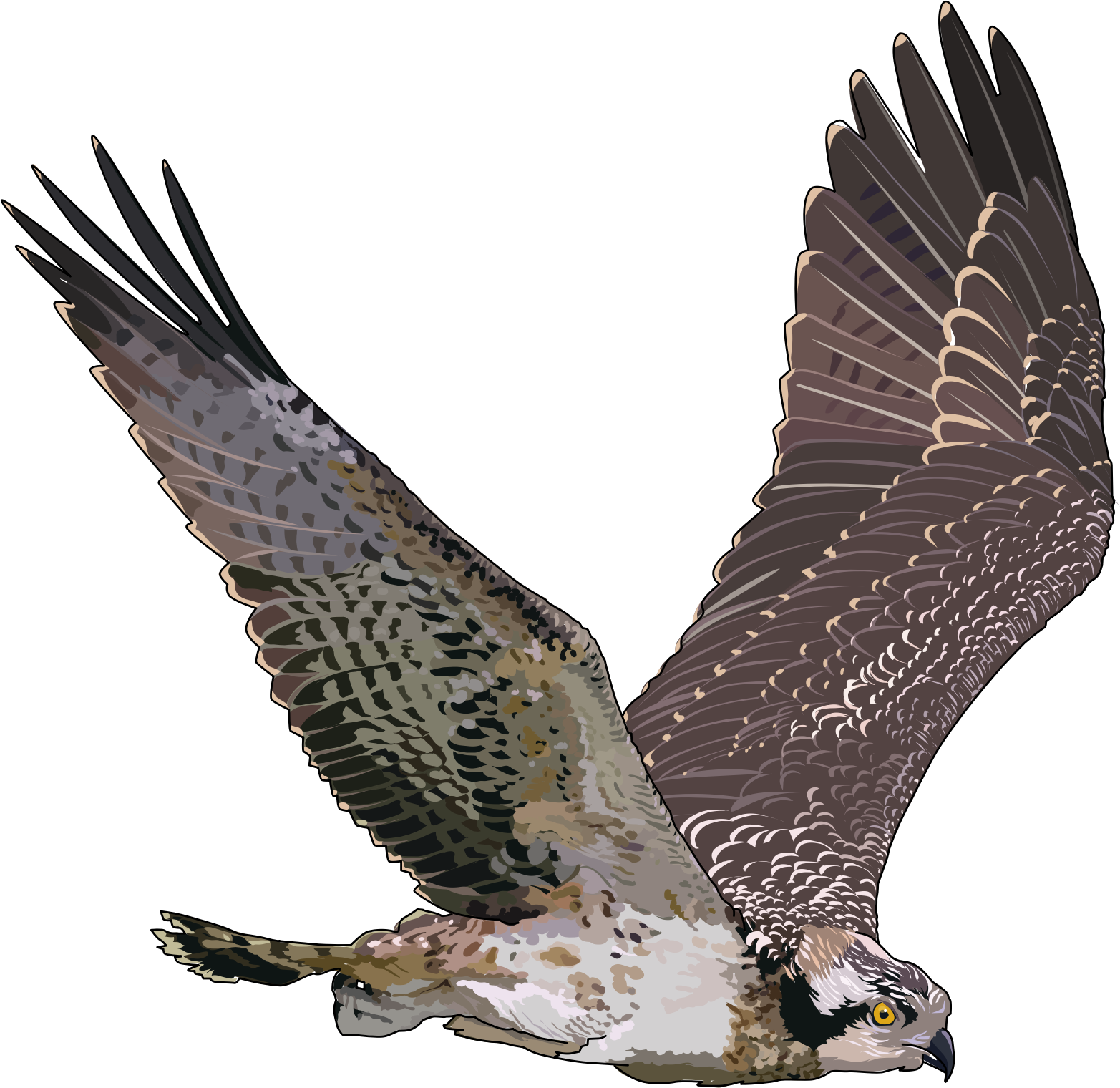 Flying Hawk Png - Flying Falcon Transparent Background (1565x1520), Png Download