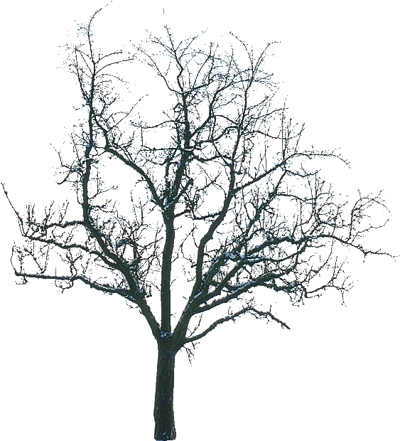 Tree Winter (1199x778), Png Download