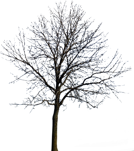Bare Tree, Watercolors, Entourage, Tube, Photoshop, - Un Arbol De La Noche (431x490), Png Download