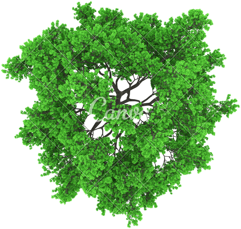Tree Top View (800x800), Png Download