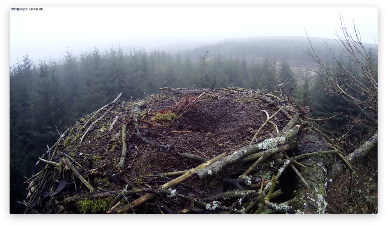 The Tree Directly Behind The Nest Has An Occupant Forestry - Sitka Spruce (1280x751), Png Download