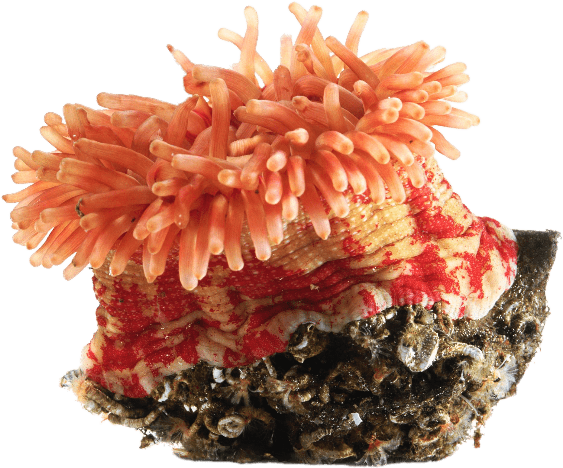 Download - Sea Anemone (1920x1616), Png Download