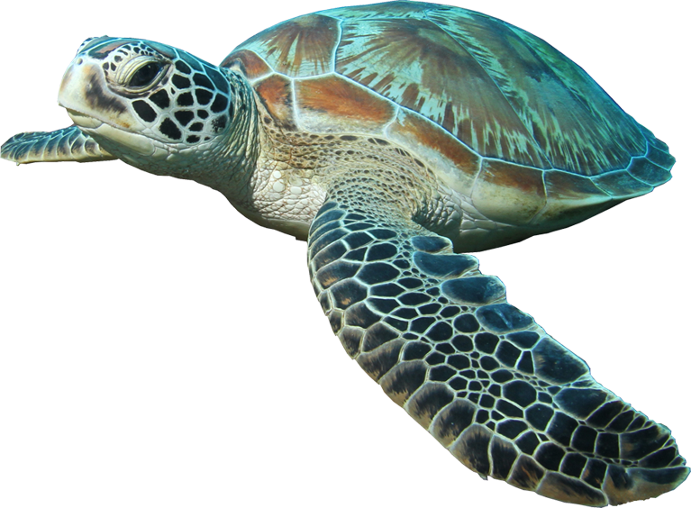 Hd Sea Turtle Image - Hawksbill Sea Turtle Png (767x564), Png Download