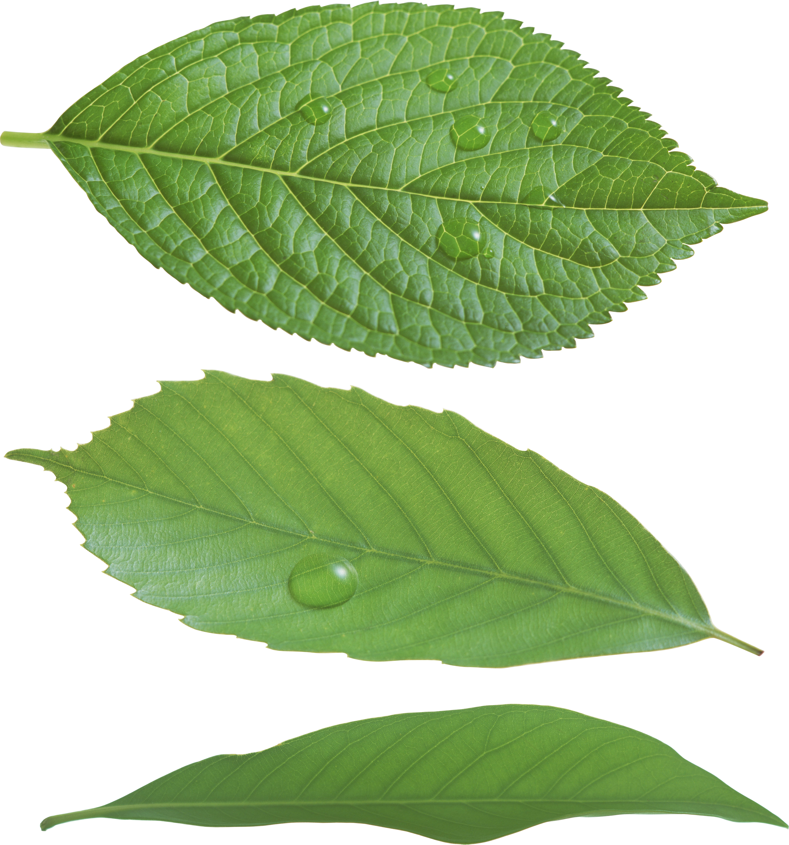 Green Leaf Png - Leaf Png (2697x2887), Png Download