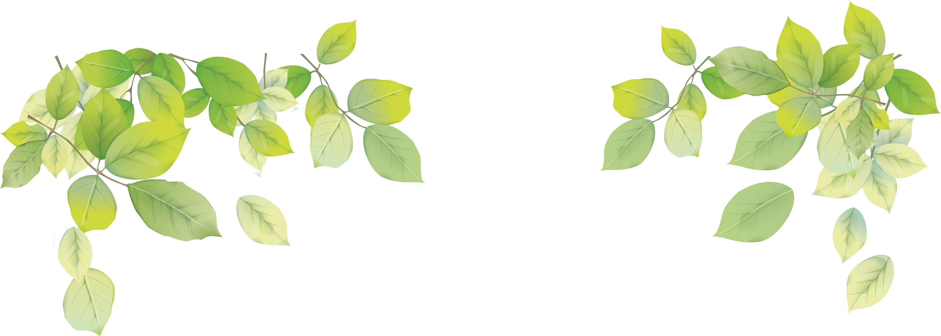 Green Leaves Png - Green Leaves Background Png (3229x1154), Png Download